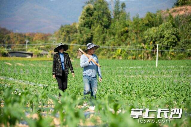 熊杰和妻子刘星每天都要巡视地里的玉米长势情况