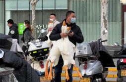 北京多个地铁口有人扫码送大鹅 真实身份未知