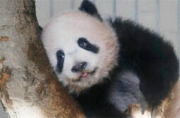 大熊猫“香香”踏上了回国的征程