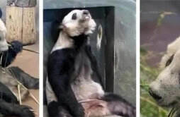 美国的孟菲斯动物园希望向我国在借一对年轻的熊猫
