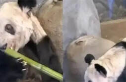 美动物园称希望再租借一对年轻熊猫 举措引发社会舆论的强烈反响