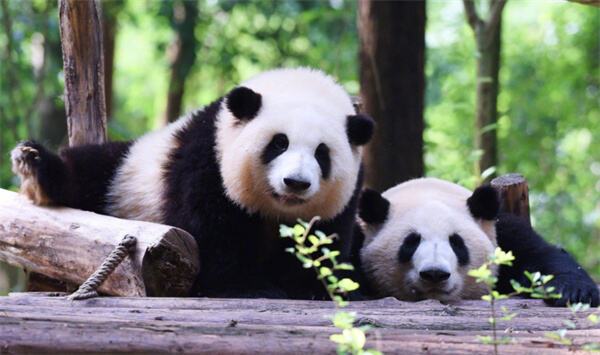 熊猫和花和叶被广东以企业认养