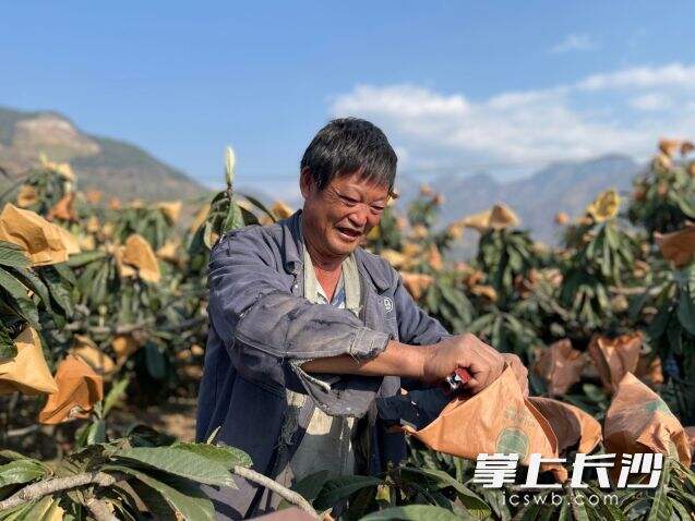 ▲米易县草场镇龙华村，农户王贵金正在采摘成熟的枇杷，因种植技术好他被聘为“田间教师”。沙棘/摄