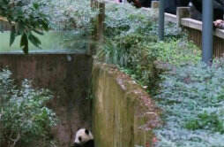 大熊猫福苑被女游客泼水后委屈的躲在角落