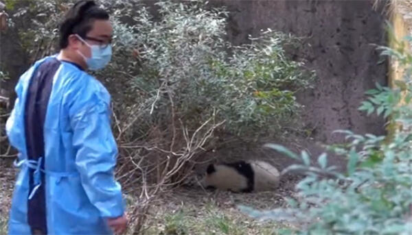 向熊猫福菀泼水委屈躲在角落