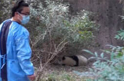 向熊猫福菀泼水委屈躲在角落 3游客身份未确定