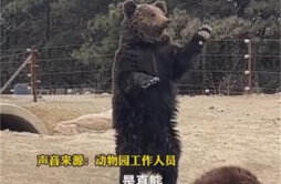 动物园的棕熊能听懂人话 质疑是人假扮