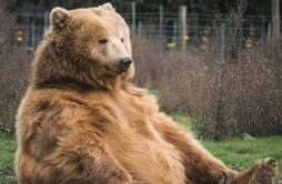 动物园棕熊能懂人话被质疑是人假扮 工作人员回复是反射性动作