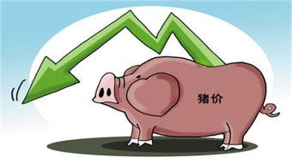 市场猪源整体充沛