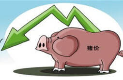 市场猪源整体充沛 终端需求支撑不足猪价下移