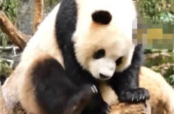 奶爸吐槽大熊猫用脚抠嘴不讲卫生
