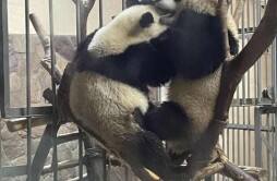 广州动物园大熊猫攻略 广州动物园大熊猫开放时间