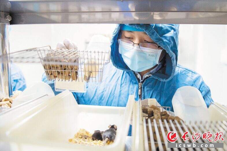 湖南省肿瘤医院动物实验中心工作人员在实验中。长沙晚报全媒体记者 郭雨滴 摄