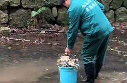 杭州灵隐寺景区小溪中有大量的放生乌龟死亡