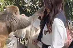 女子给猴子喂食被掌掴 景区回应受伤打疫苗可理赔
