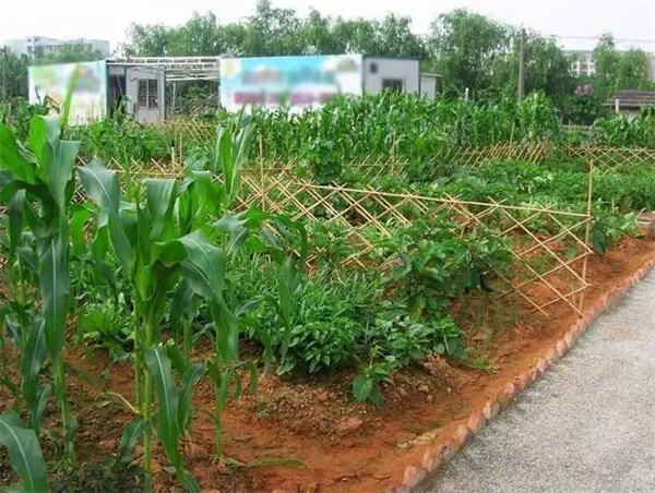 西安一地禁止在房前屋后种植蔬菜