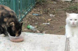 广州一小区内20只流浪猫1天内集体死亡