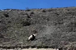 网传在青海发现有野生大熊猫 专家回应不可能