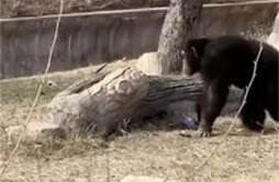 猩猩被游客扔瓶子砸头后扔回反击后动物园回应