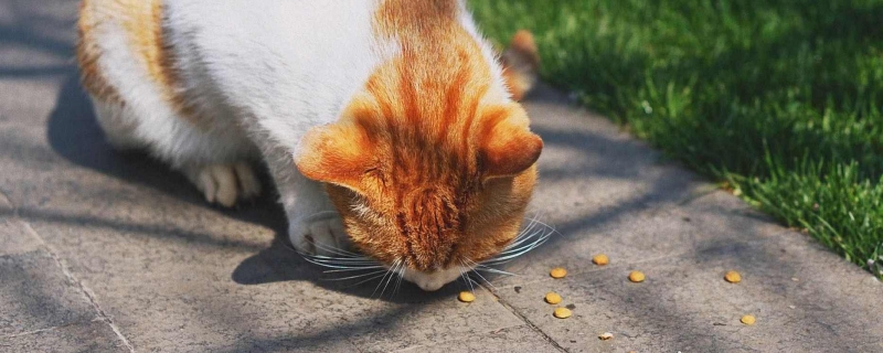 全球猫粮品牌排行榜 猫粮十大品牌排行榜