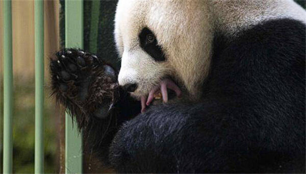 法国宣布续租我国大熊猫欢欢和圆仔