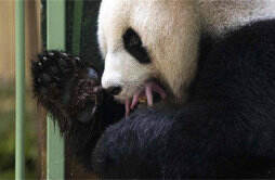 法国宣布续租我国大熊猫欢欢和圆仔