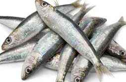 沙丁鱼的营养价值及营养成分