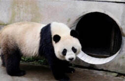 旅泰大熊猫林惠死亡 专家已展开调查