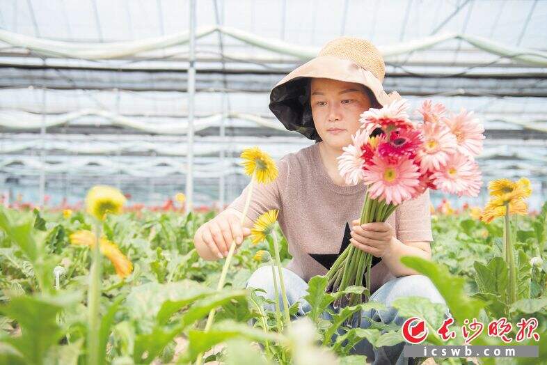 长沙汇臻农园艺有限公司老板娘曾晨燕在采摘鲜花。