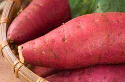 红薯的营养价值及营养成分