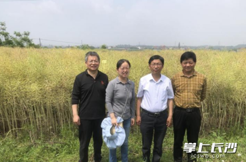 刘忠松教授（右二）在衡阳油菜种植田。 企业供图