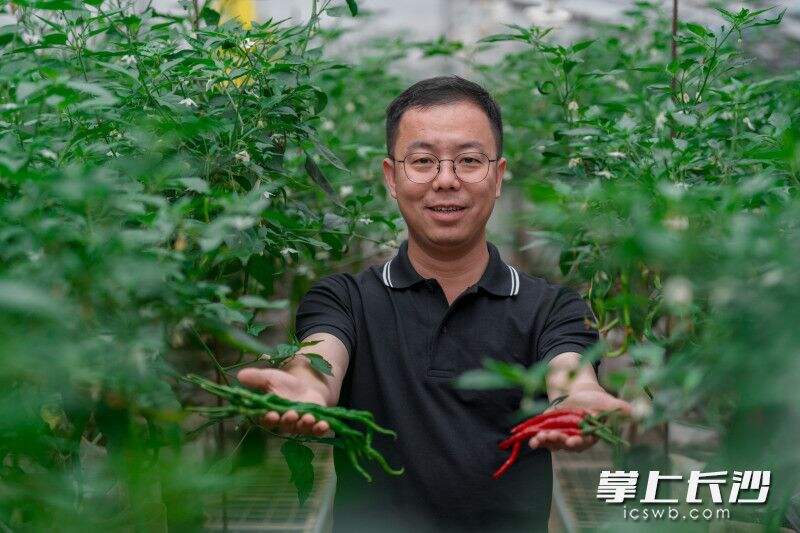 5月10日，浏阳市葛家镇金源村，“辣三代”杨剑锋在辣椒基地展示不同的辣椒品种。