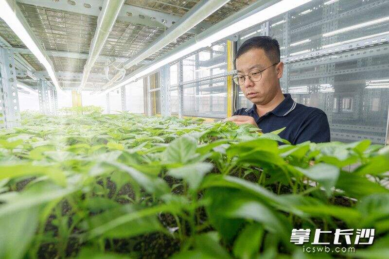 育苗温室中，杨剑锋在查看新一批的辣椒苗。