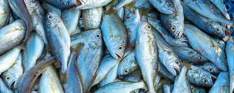 米鱼的营养价值及营养成分