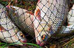 橡胶鱼的营养价值及营养成分