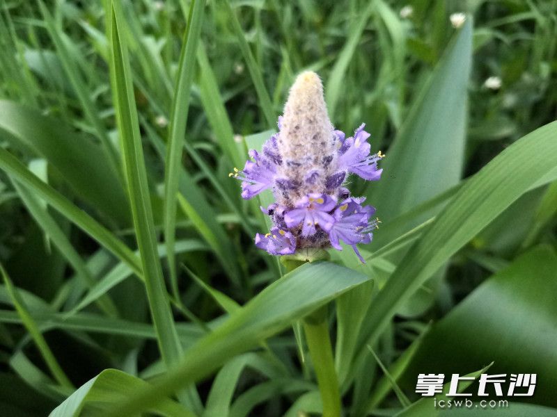 水草开出艳丽花朵。