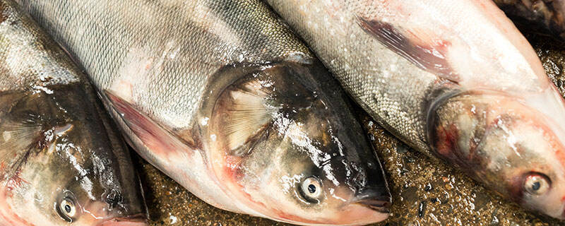 鳆鱼的营养价值及营养成分