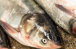 鳆鱼的营养价值及营养成分