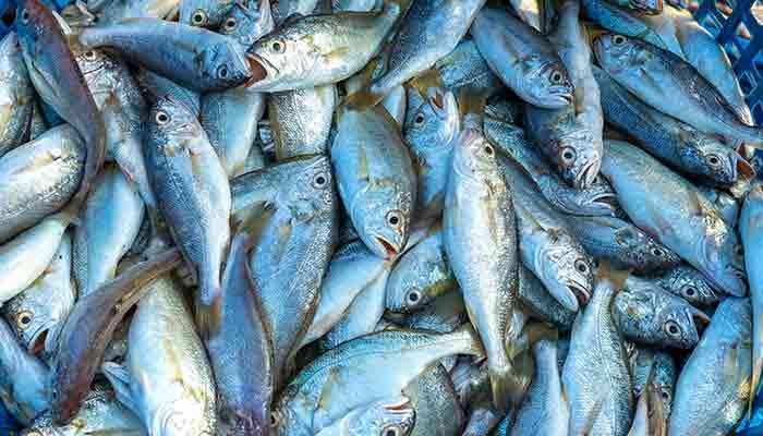 海鲫鱼的营养价值及营养成分