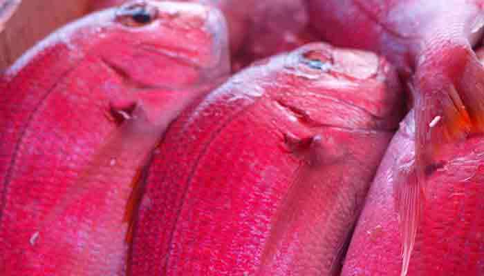 尼罗红鱼的营养价值及营养成分