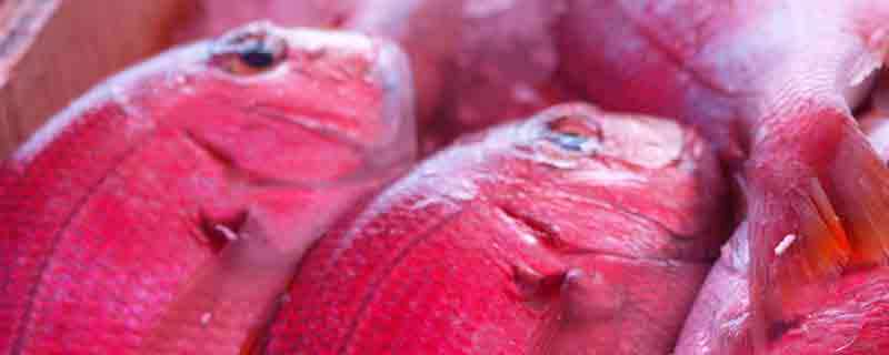 红鲷鱼的营养价值及营养成分
