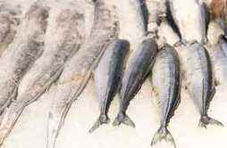 海鲫鱼的营养价值及营养成分