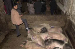 猪场电闸跳闸 高温导致数千只猪的死亡