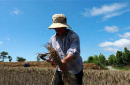 河南麦收季遇10年最严重“烂场雨” 农民朋友惨遭损失