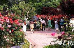 组图｜省植物园：月季花开满园香