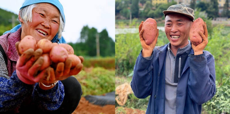 ▲　 5月底，寻甸回族彝族自治县倘甸镇的薯农们正忙着收获洋芋。孟云归▕摄
