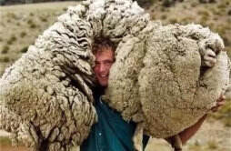 为什么有钱人喜欢薅羊毛 为什么有钱人喜欢薅羊毛