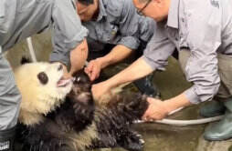 大熊猫洗澡两个半人摁半个负责洗画面搞笑
