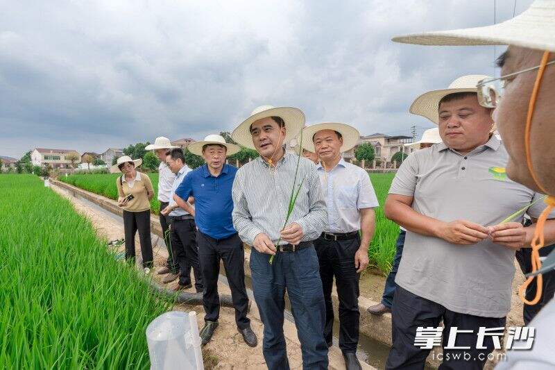 柏连阳院士在示范基地查看水稻长势。