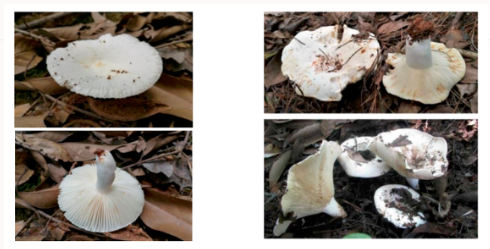 左边是可食的石灰菌（大白红菇 ），右边是日本红菇。湖南省疾控中心供图